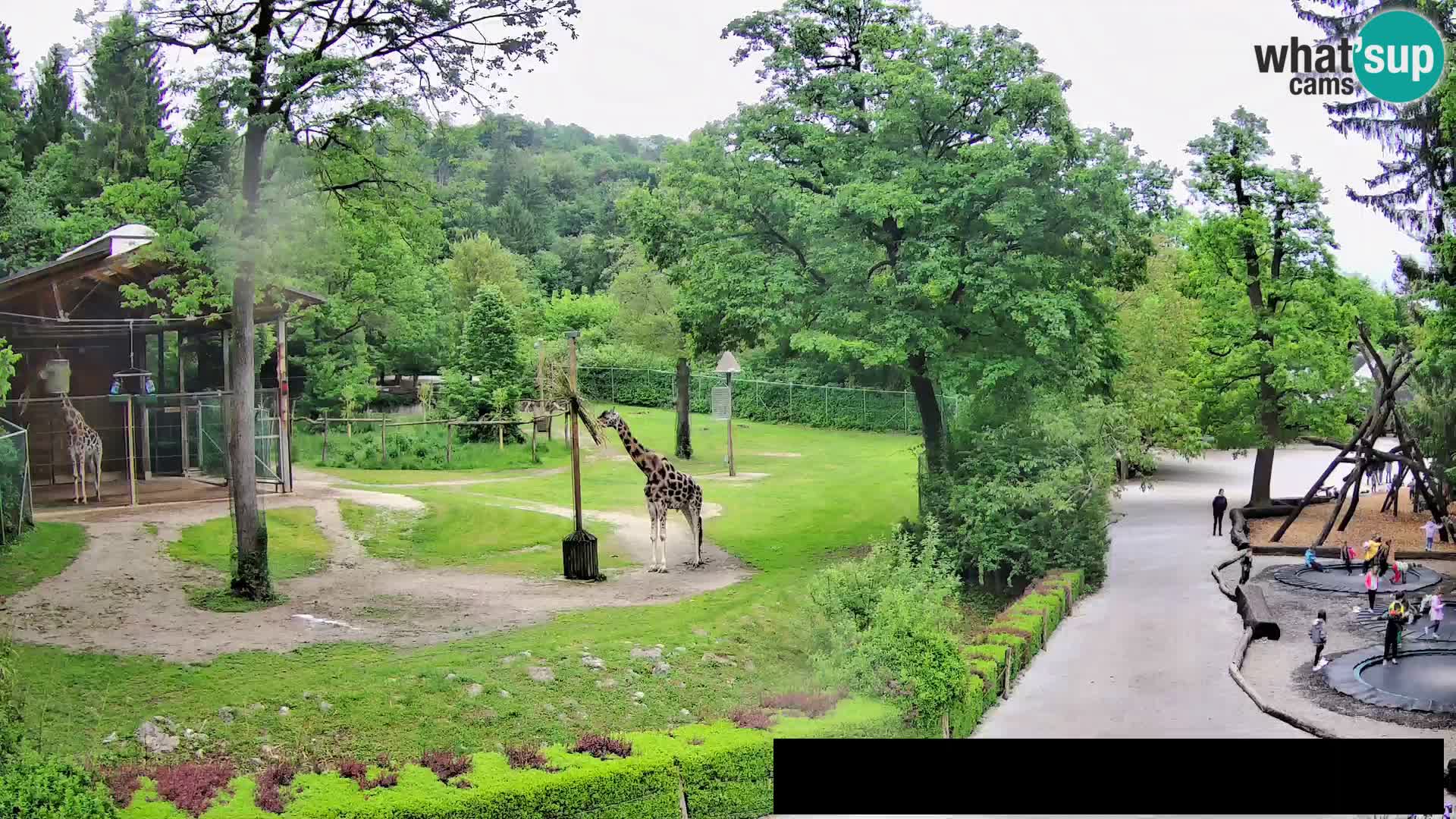 Webcam Zoo Ljubljana – Giraffes