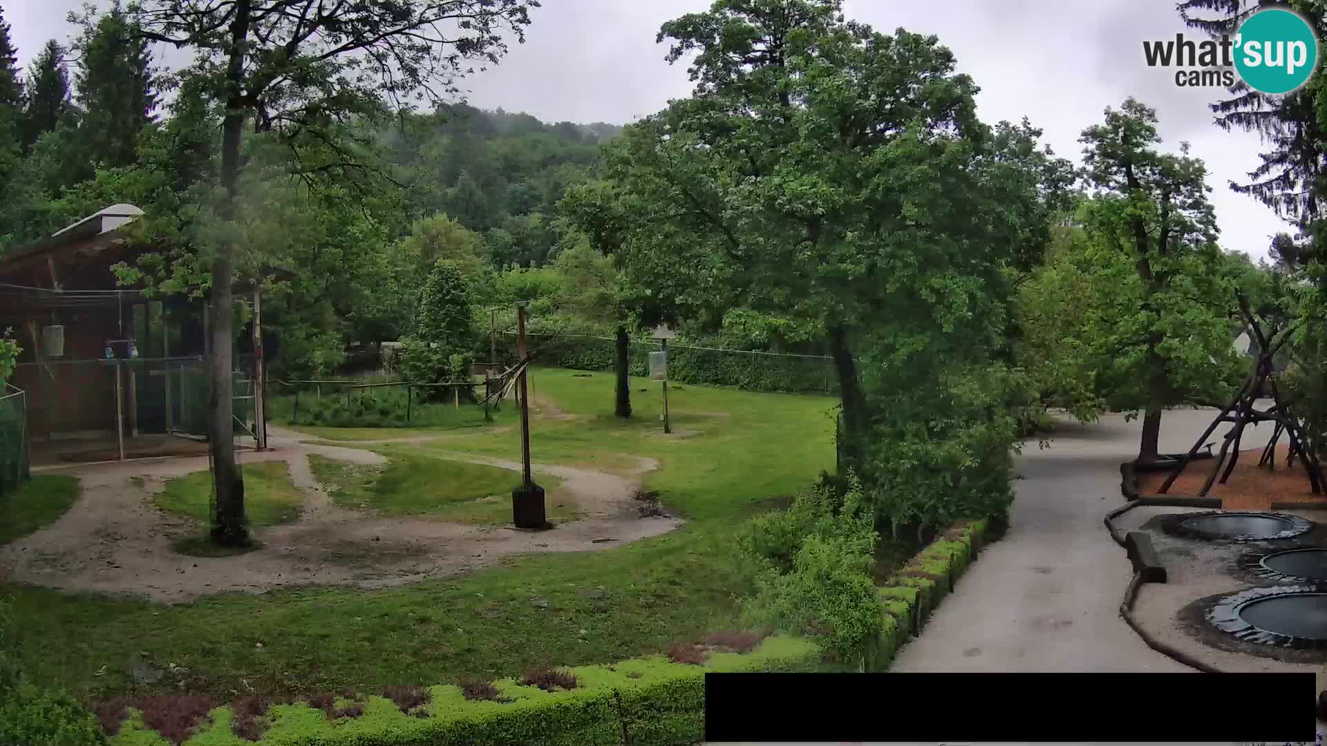 Webcam Zoo Ljubljana – Giraffes