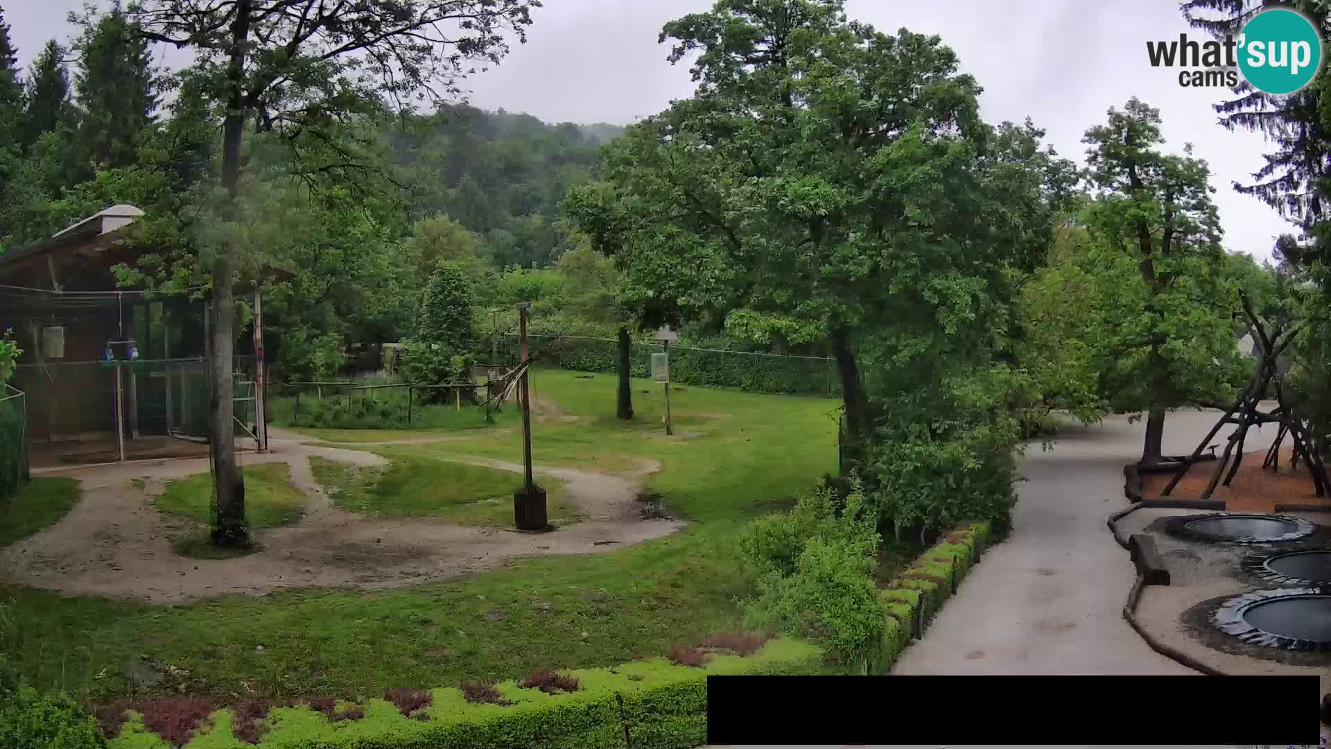 Webcam Zoo Ljubljana – Giraffen