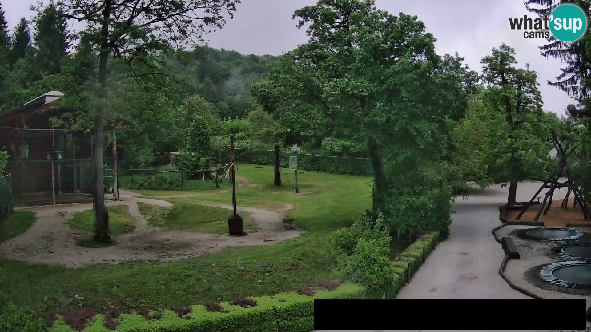Webcam Zoo Ljubljana – Giraffes