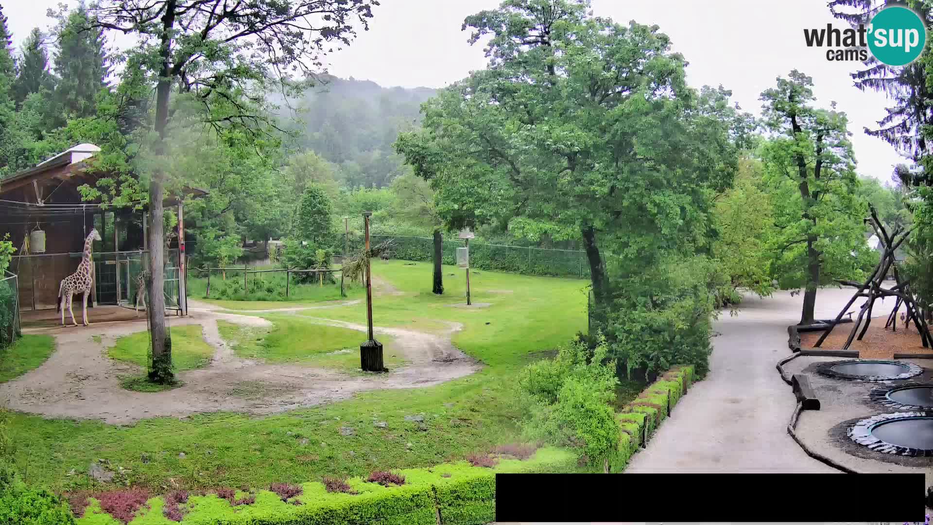 Webcam Zoo Ljubljana – Jirafas