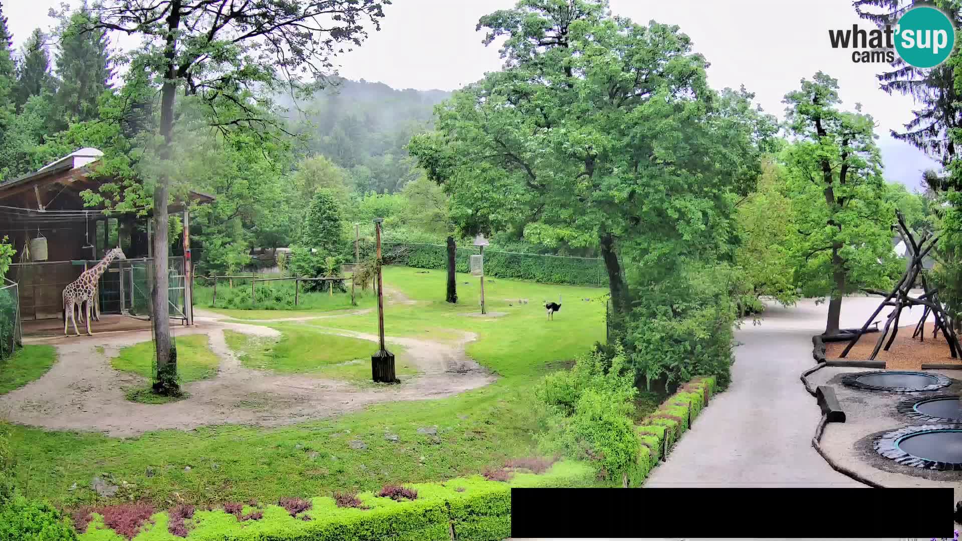 Webcam live Zoo Lubiana – Giraffe