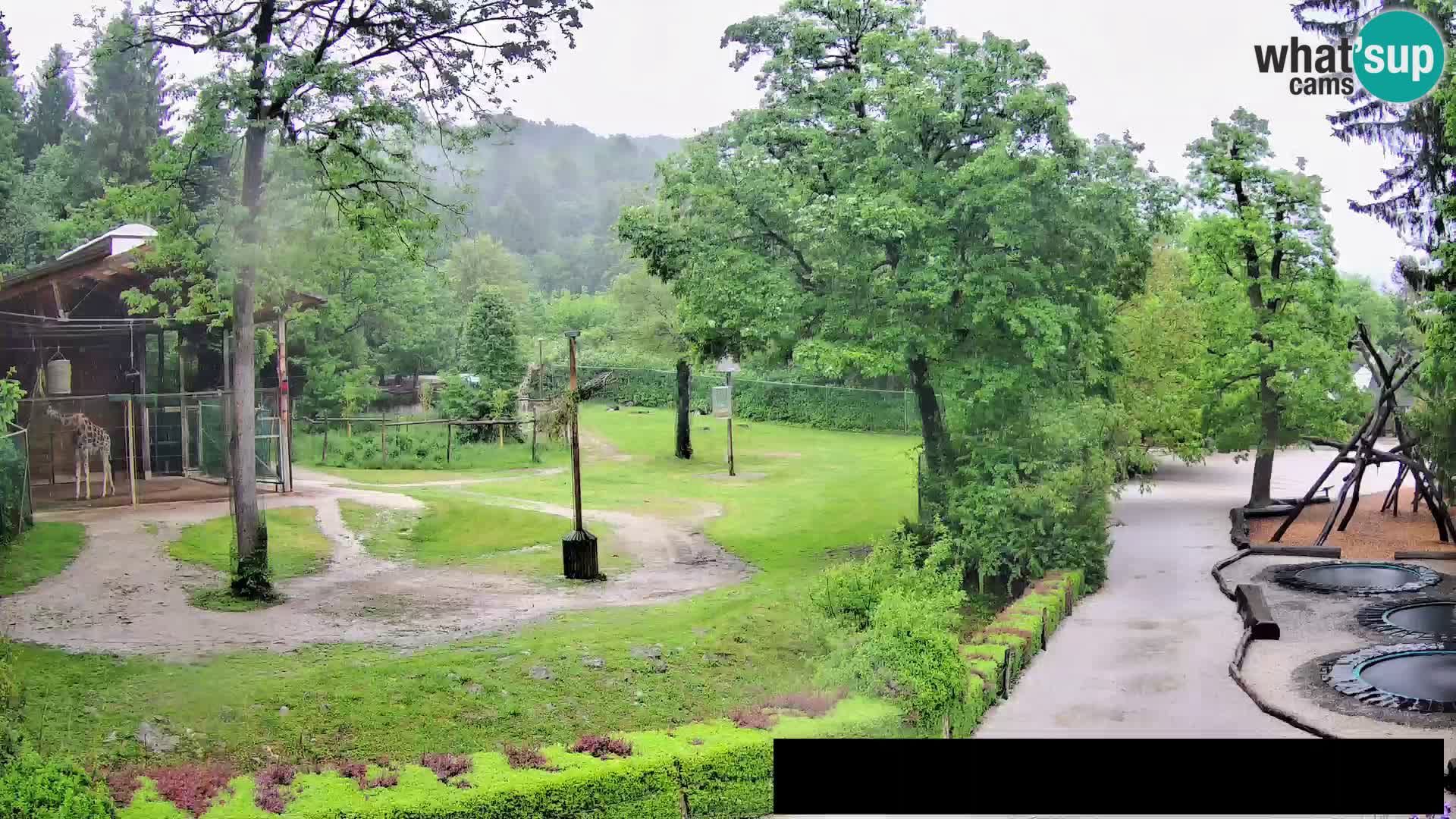 Webcam Zoo Ljubljana – Giraffes