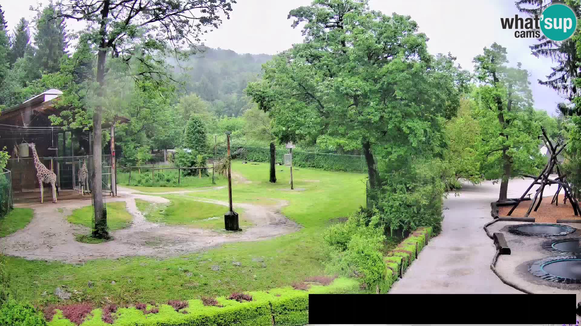 Webcam Zoo Ljubljana – Jirafas