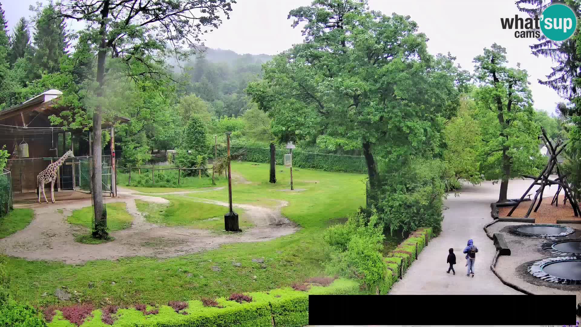 Webcam Zoo Ljubljana – Giraffes