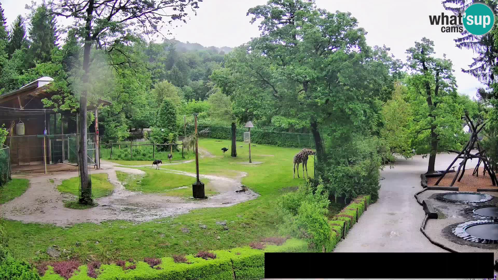 Web kamera Zoo Ljubljana – Žirafe