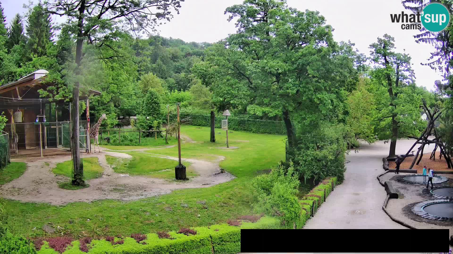Webcam Zoo Ljubljana – Jirafas