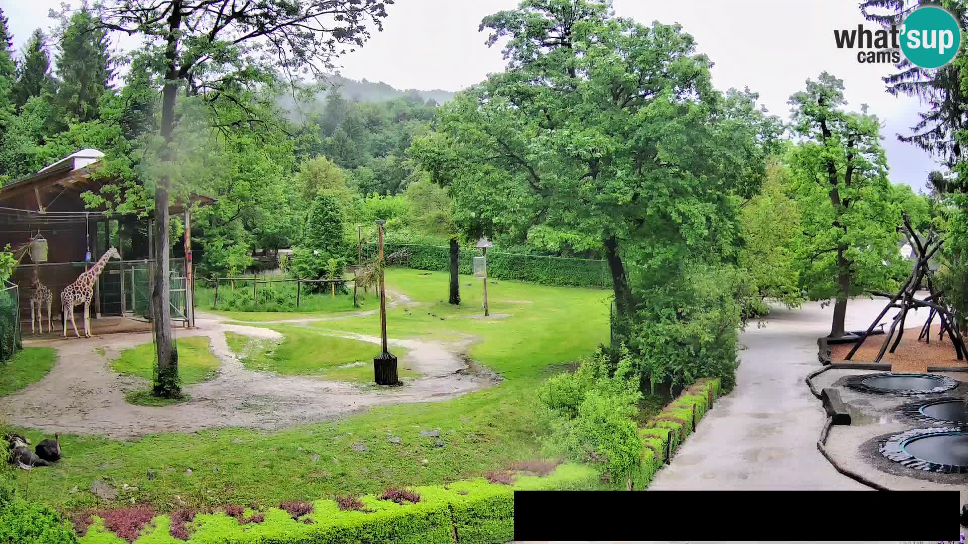 Webcam Zoo Ljubljana – Giraffes