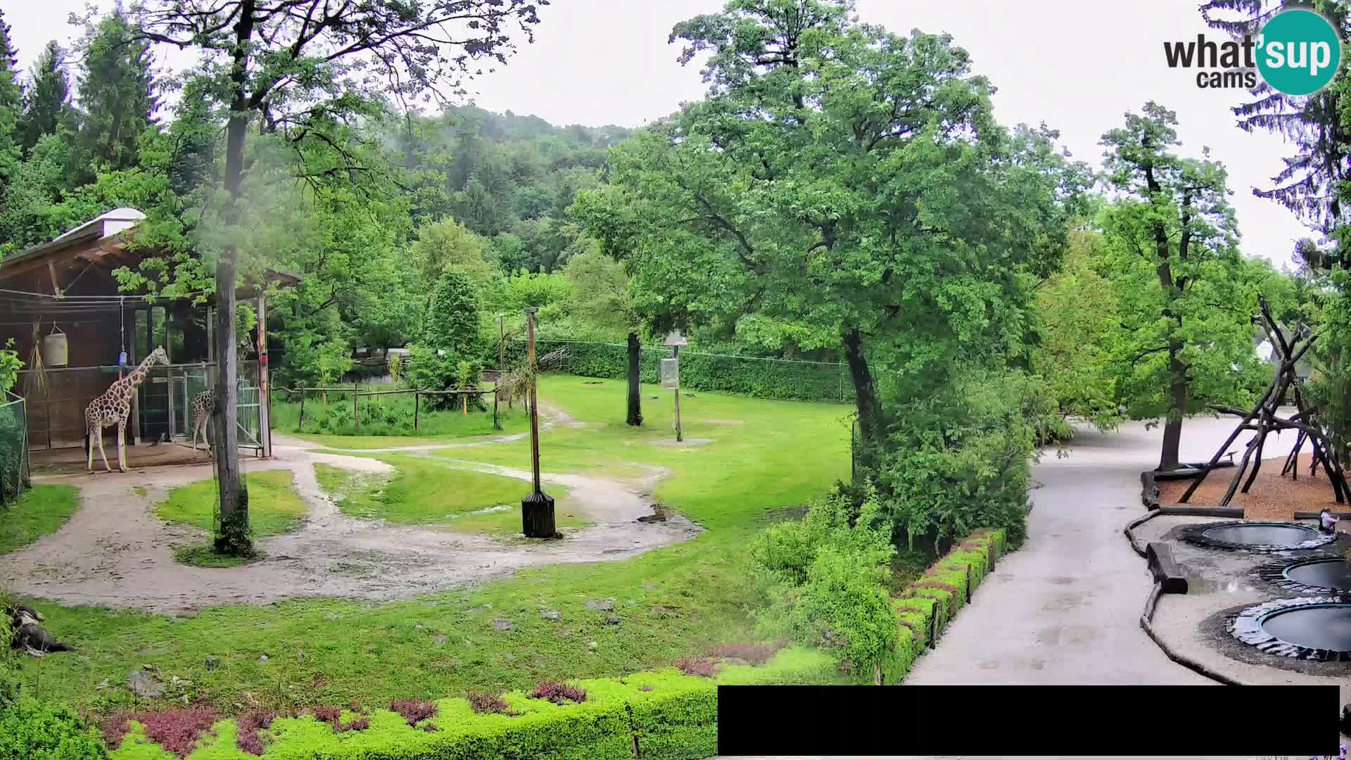 Webcam Zoo Ljubljana – Giraffes