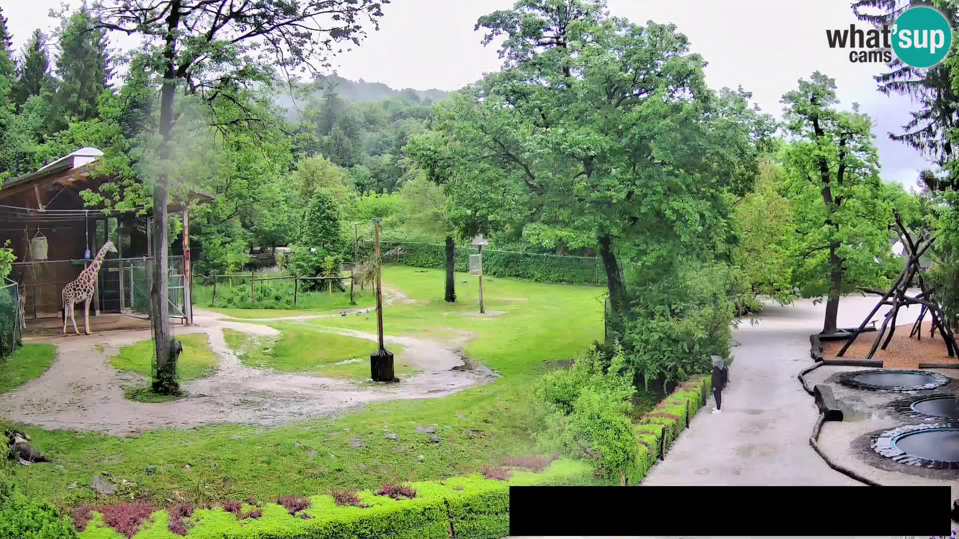 Webcam live Zoo Lubiana – Giraffe