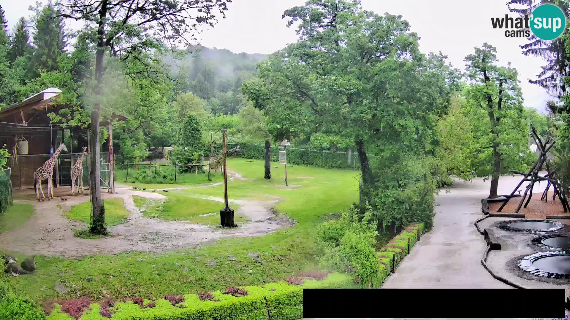 Webcam Zoo Ljubljana – Giraffes