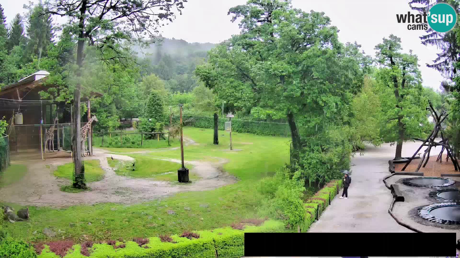 Webcam Zoo Ljubljana – Giraffen