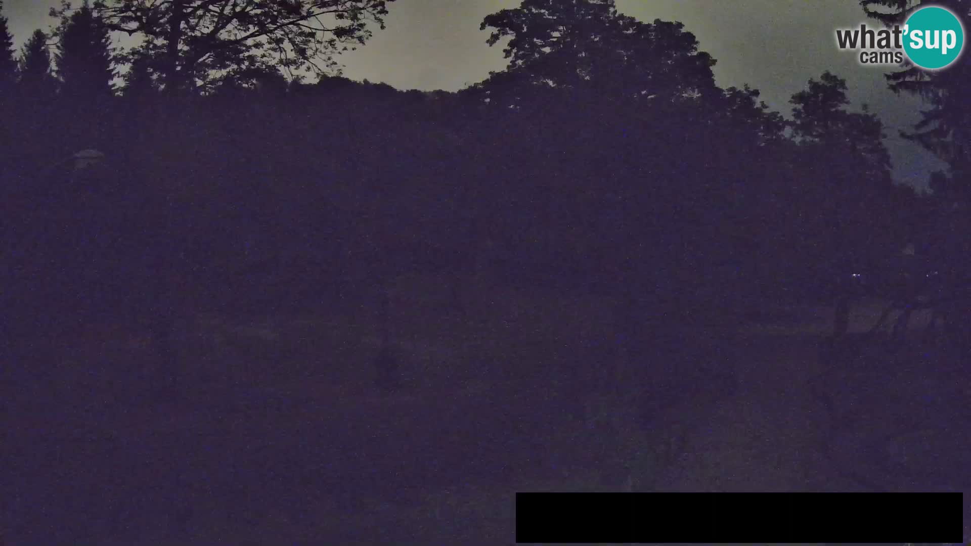 Webcam Zoo Ljubljana – Giraffen