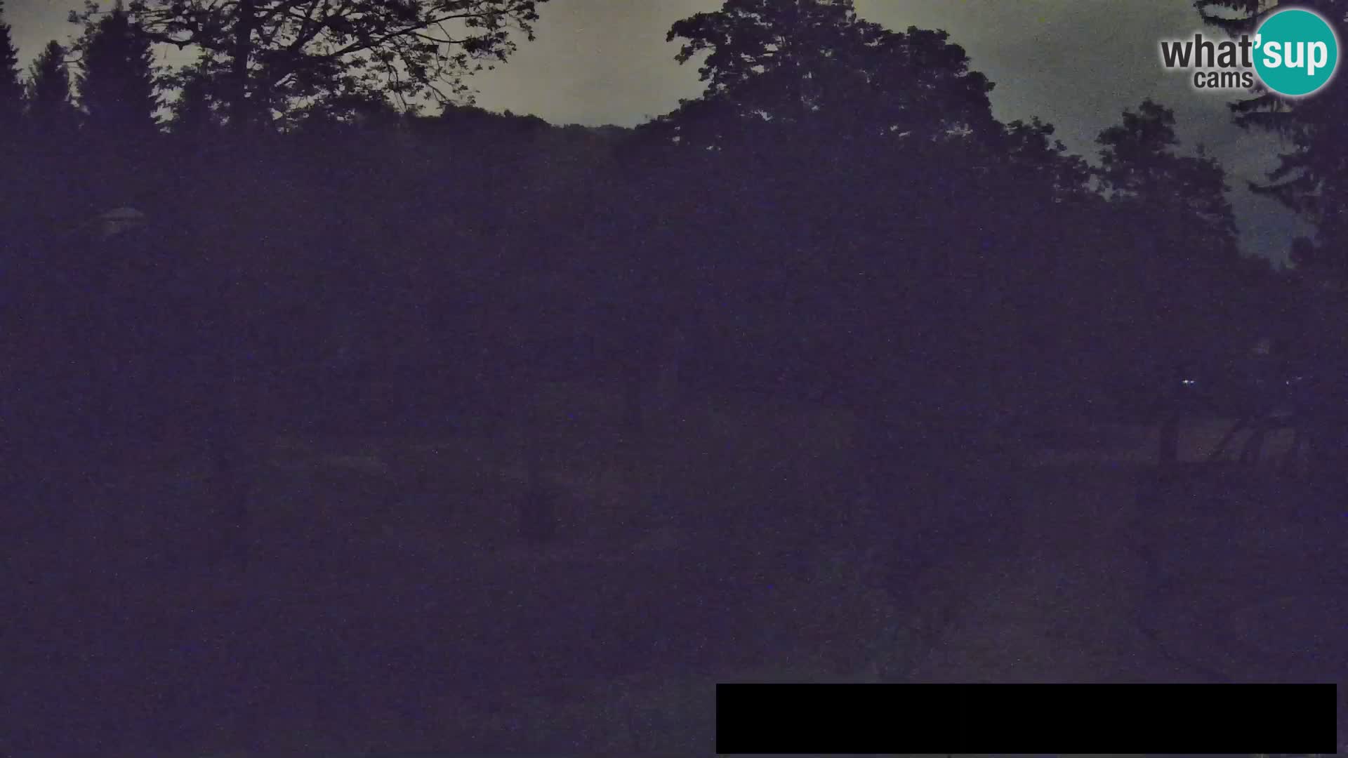 Webcam live Zoo Lubiana – Giraffe