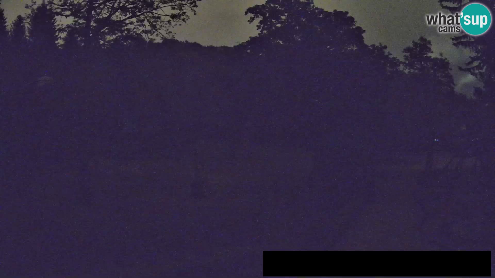 Webcam Zoo Ljubljana – Giraffen