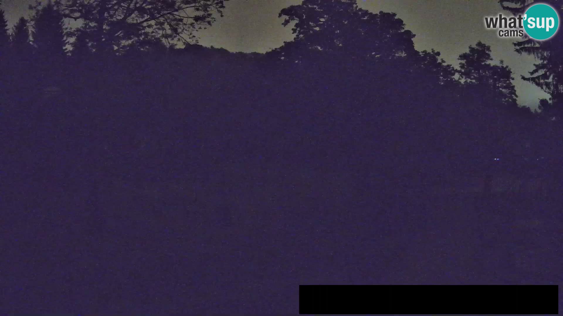 Webcam live Zoo Lubiana – Giraffe