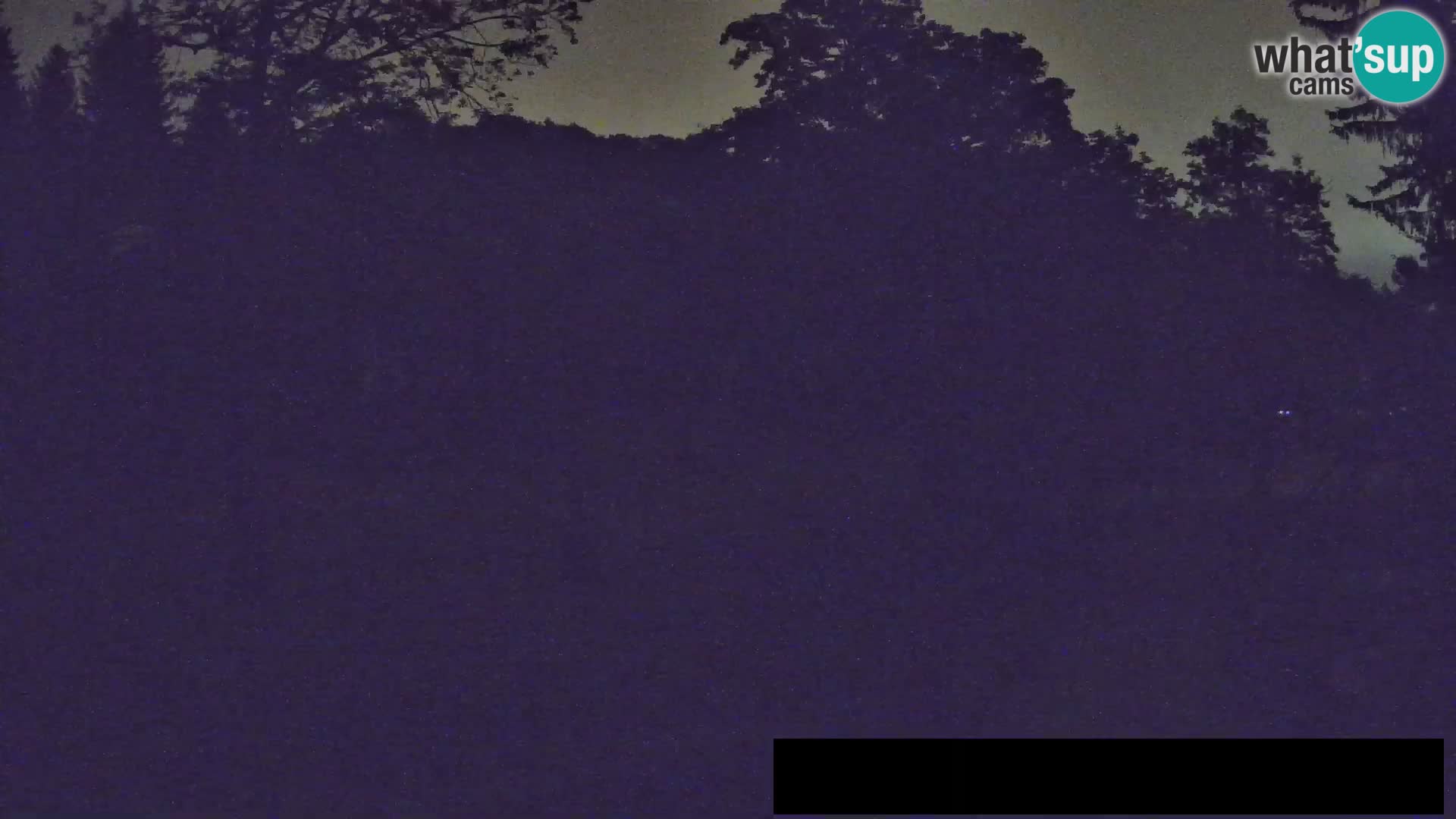 Webcam Zoo Ljubljana – Giraffes