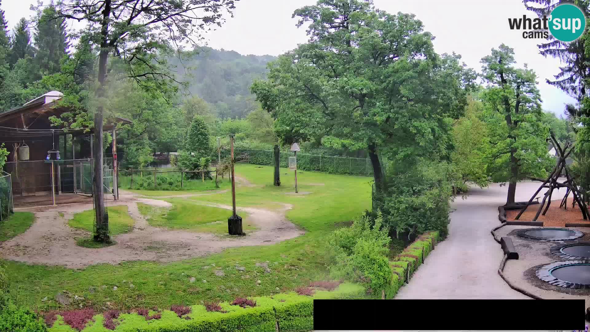 Webcam Zoo Ljubljana – Jirafas