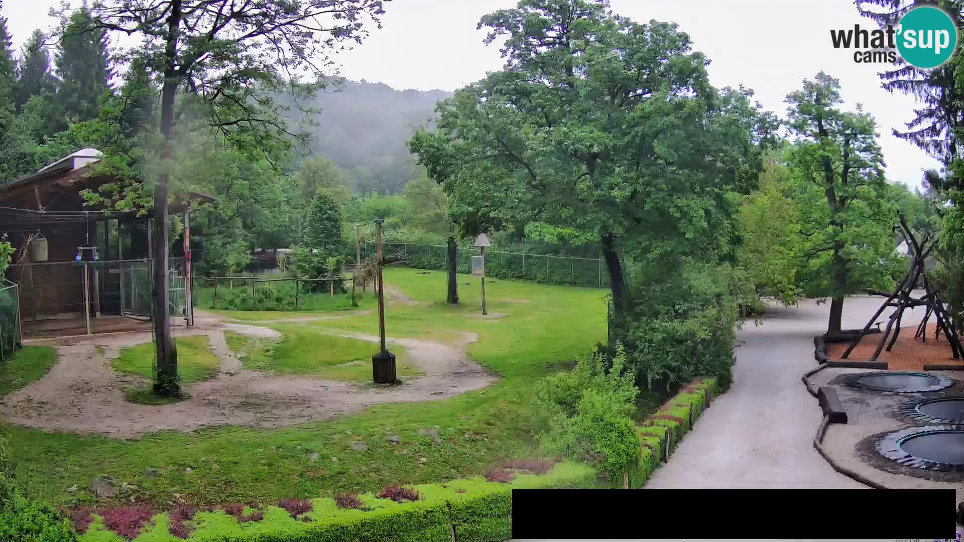 Webcam Zoo Ljubljana – Jirafas