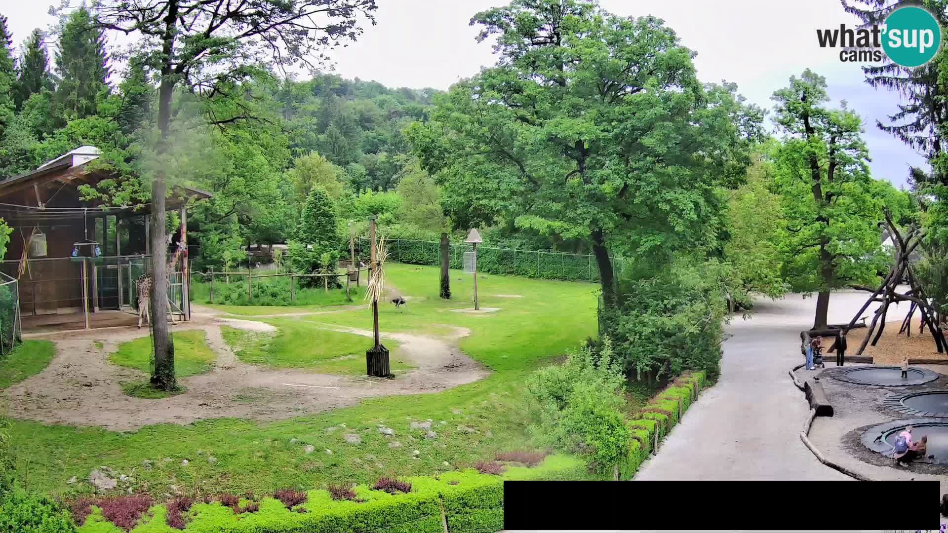 Webcam Zoo Ljubljana – Giraffes