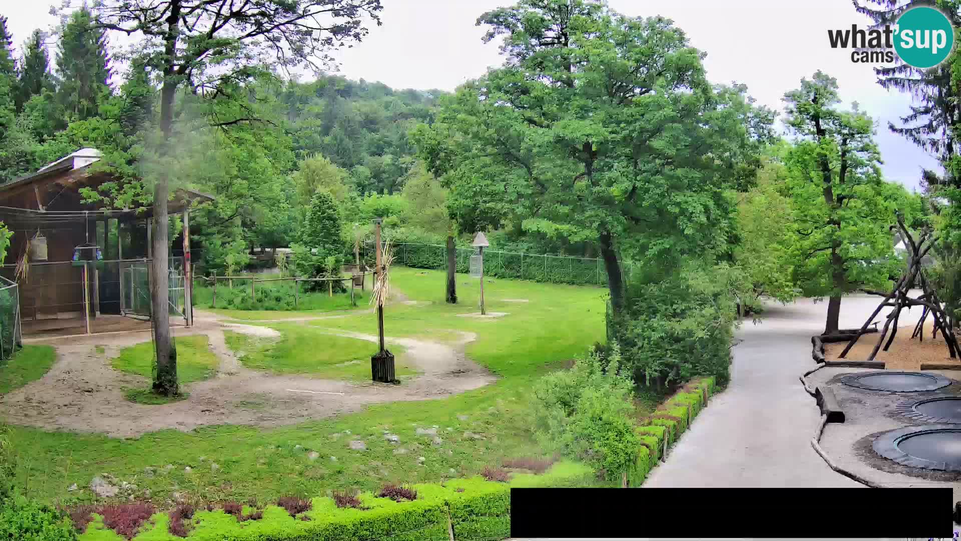 Webcam Zoo Ljubljana – Giraffes