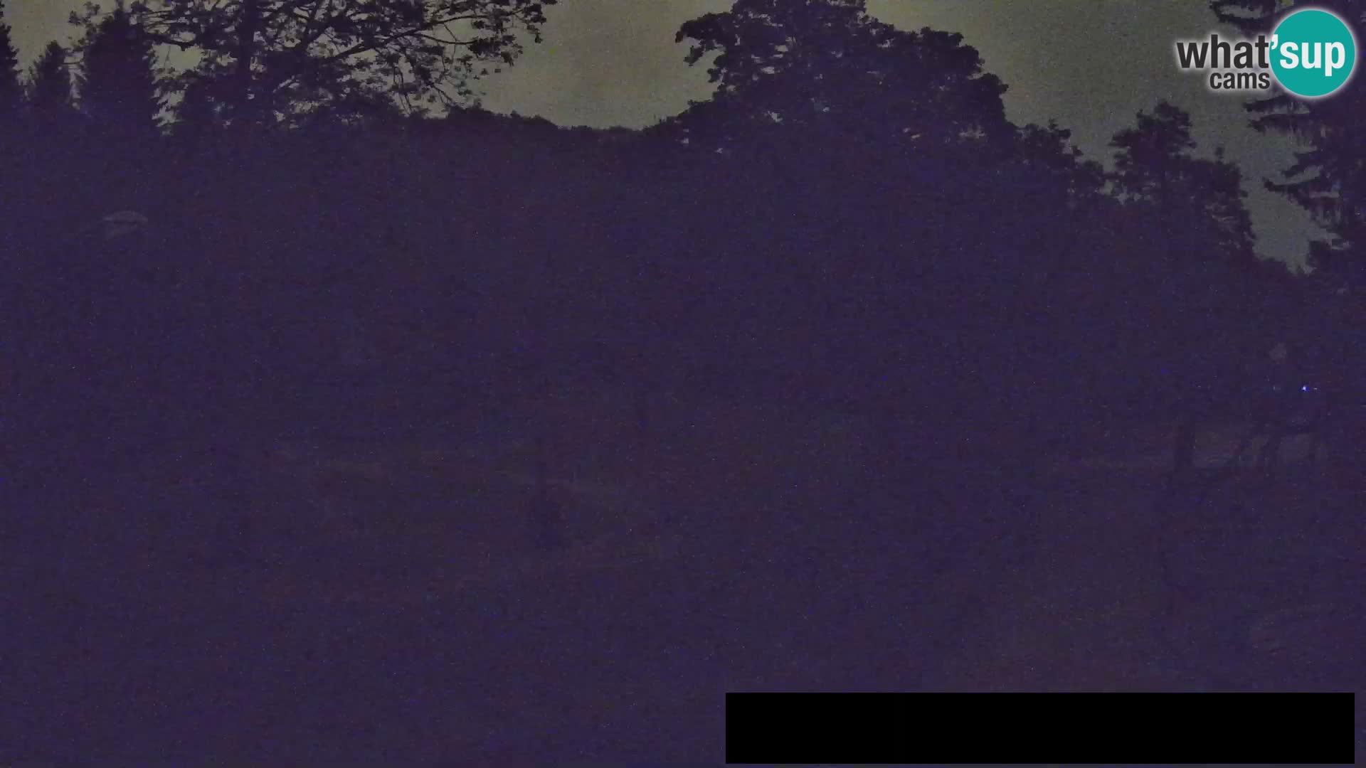 Webcam Zoo Ljubljana – Giraffen