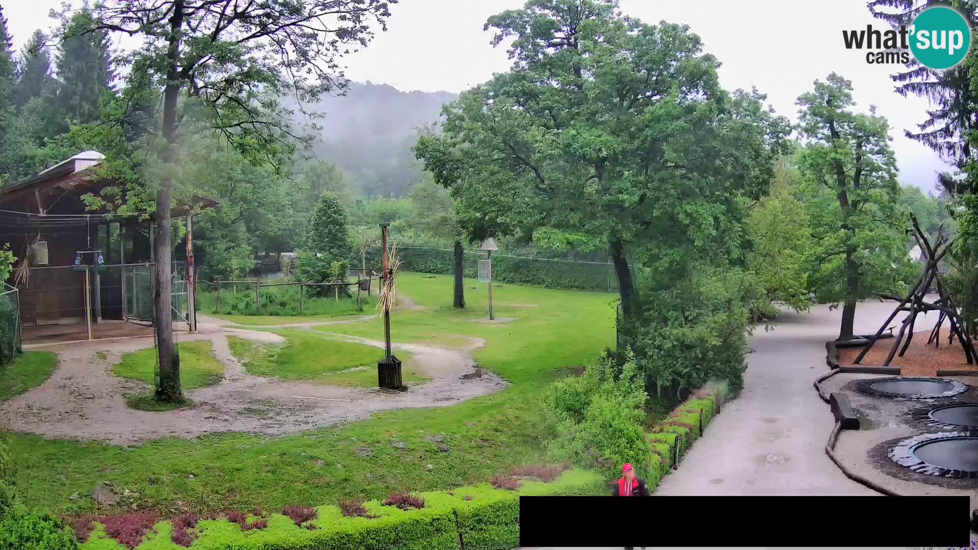 Web kamera Zoo Ljubljana – Žirafe