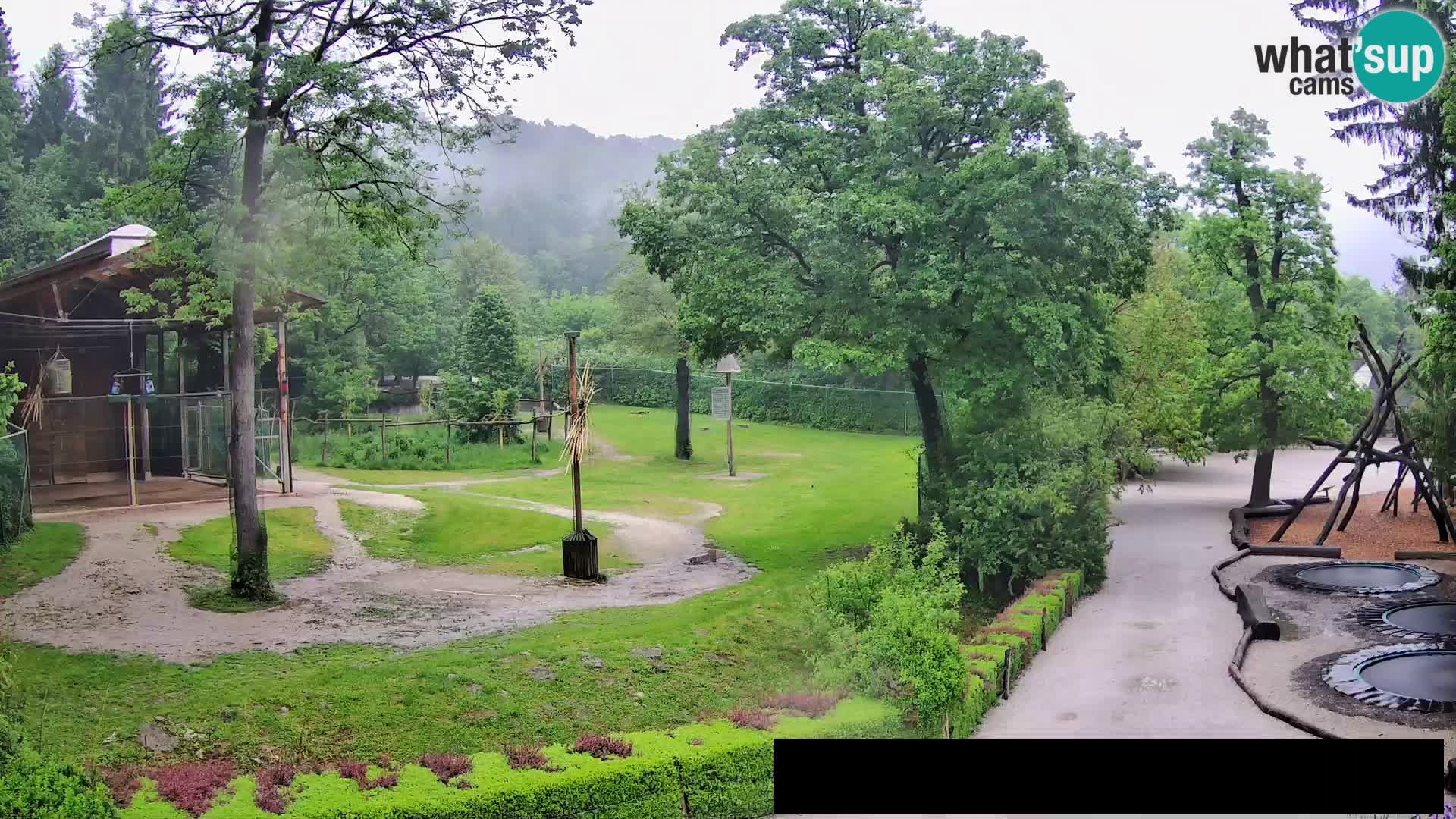 Webcam Zoo Ljubljana – Giraffes