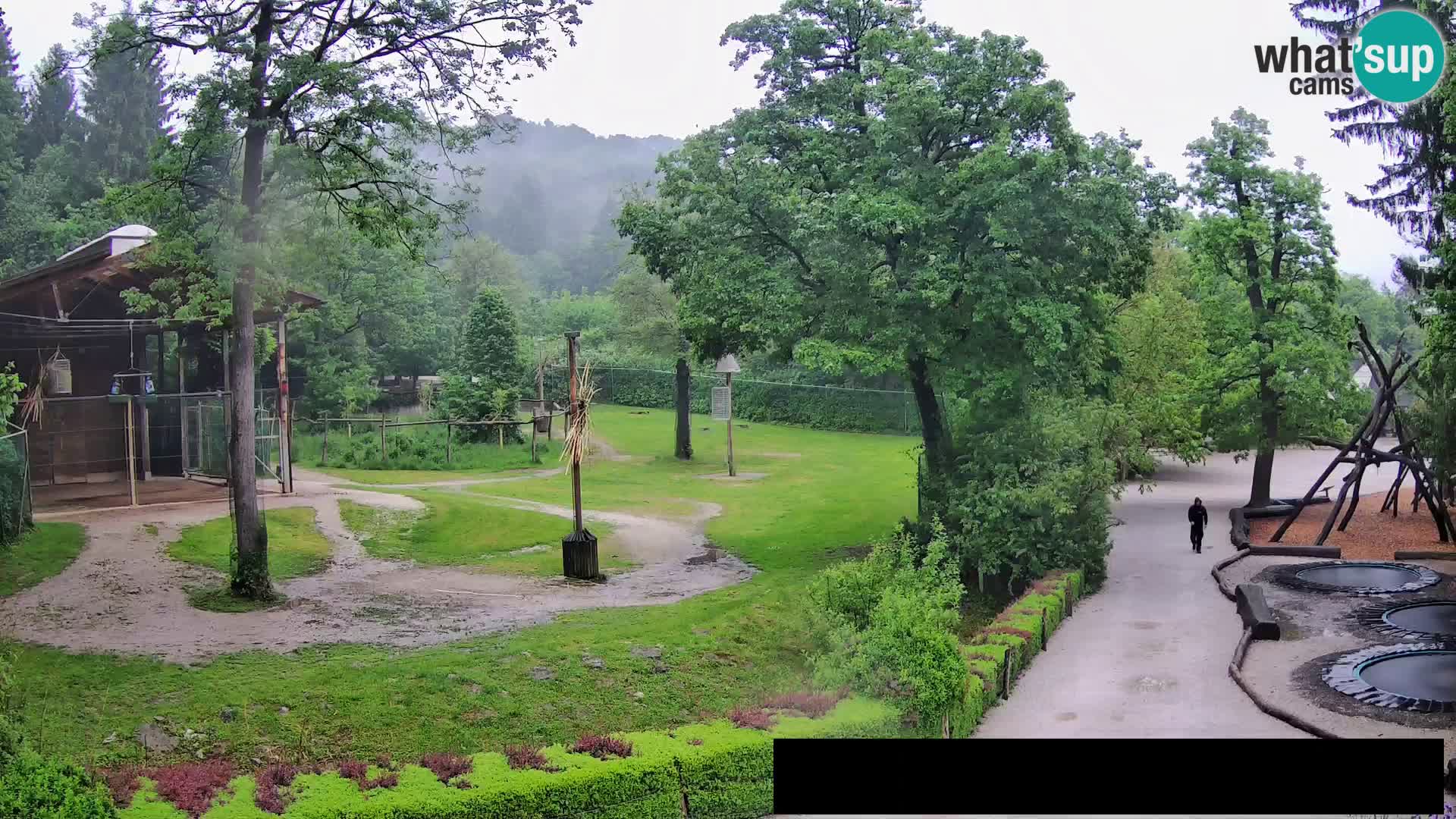 Webcam live Zoo Lubiana – Giraffe