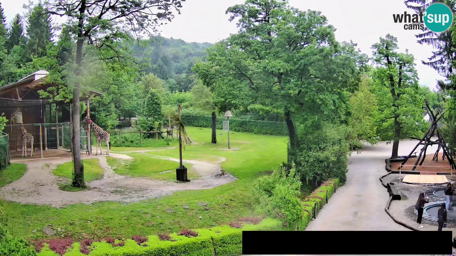 Webcam Zoo Ljubljana – Giraffes