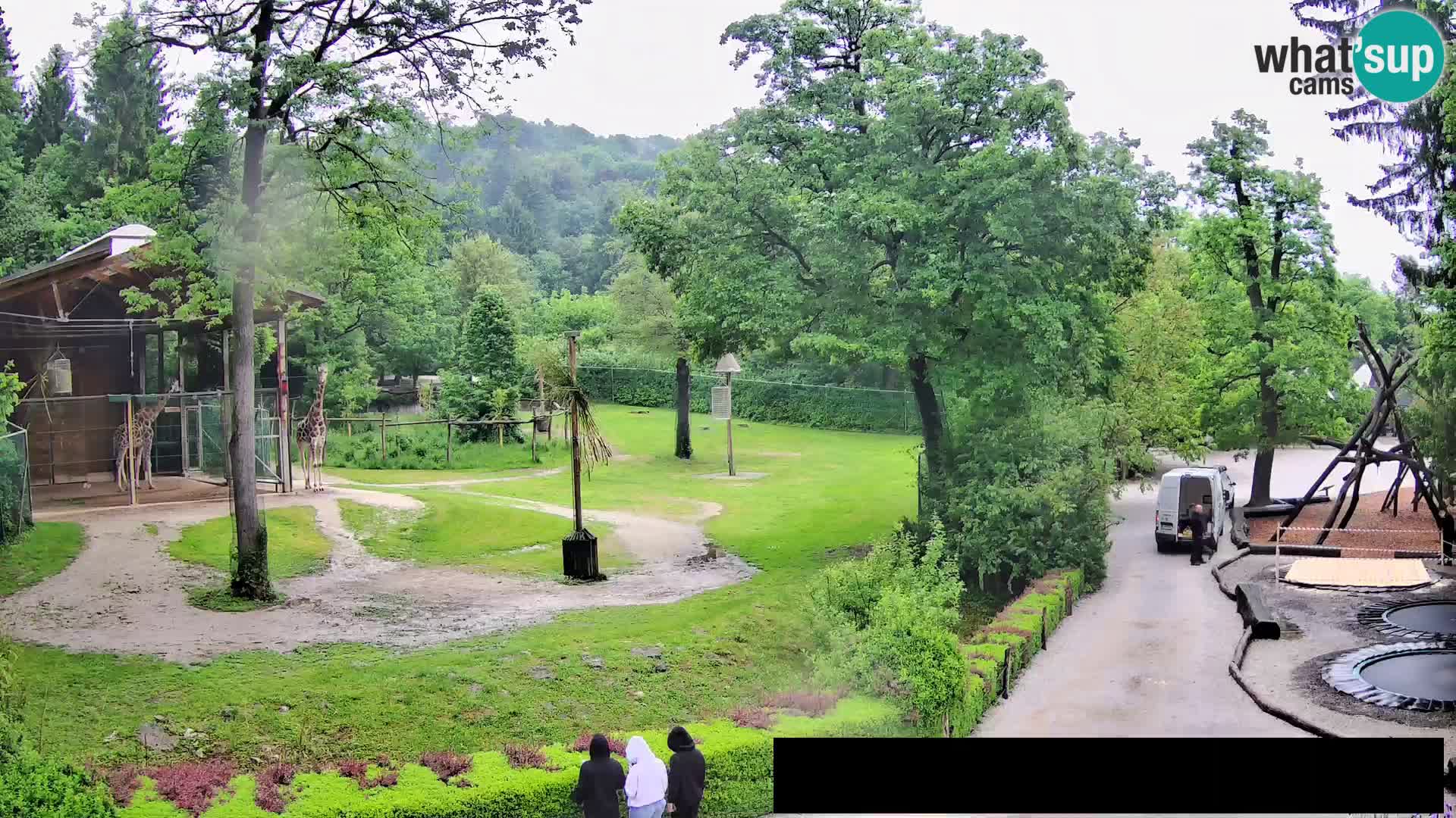Webcam Zoo Ljubljana – Giraffes