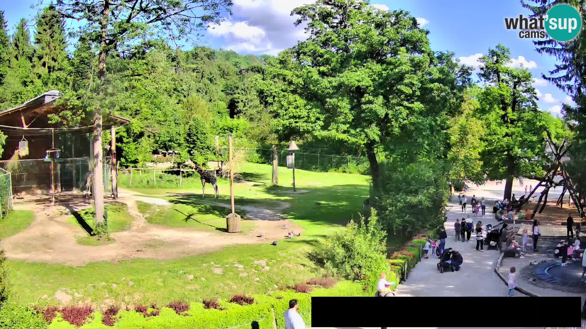 Webcam Zoo Ljubljana – Giraffes