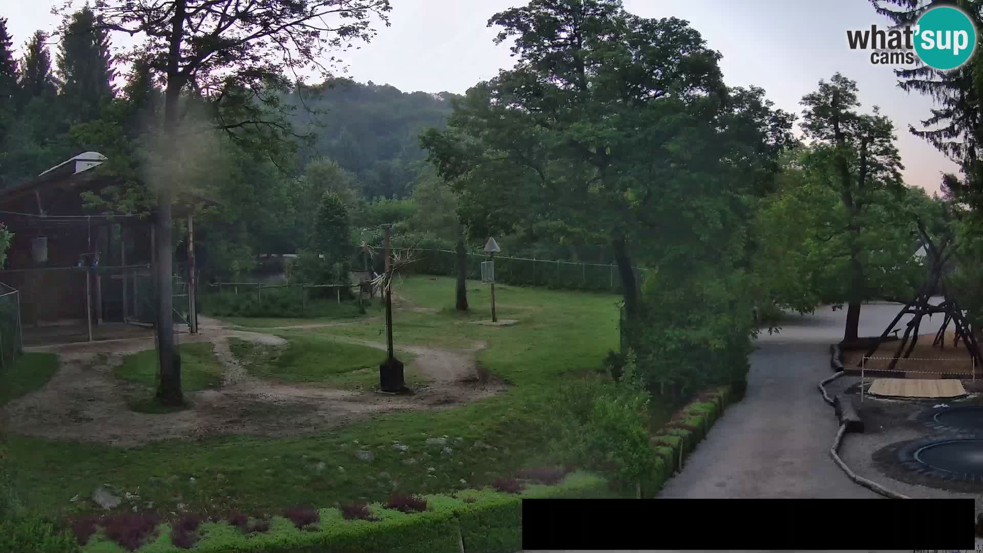 Webcam Zoo Ljubljana – Giraffes