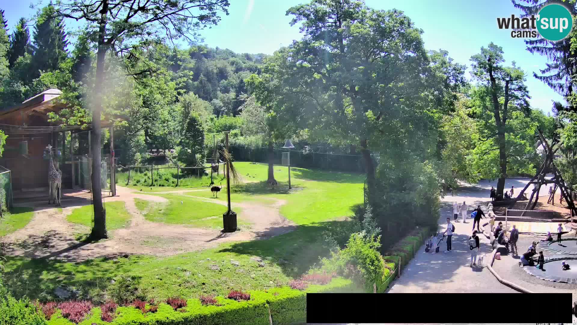 Webcam Zoo Ljubljana – Giraffes