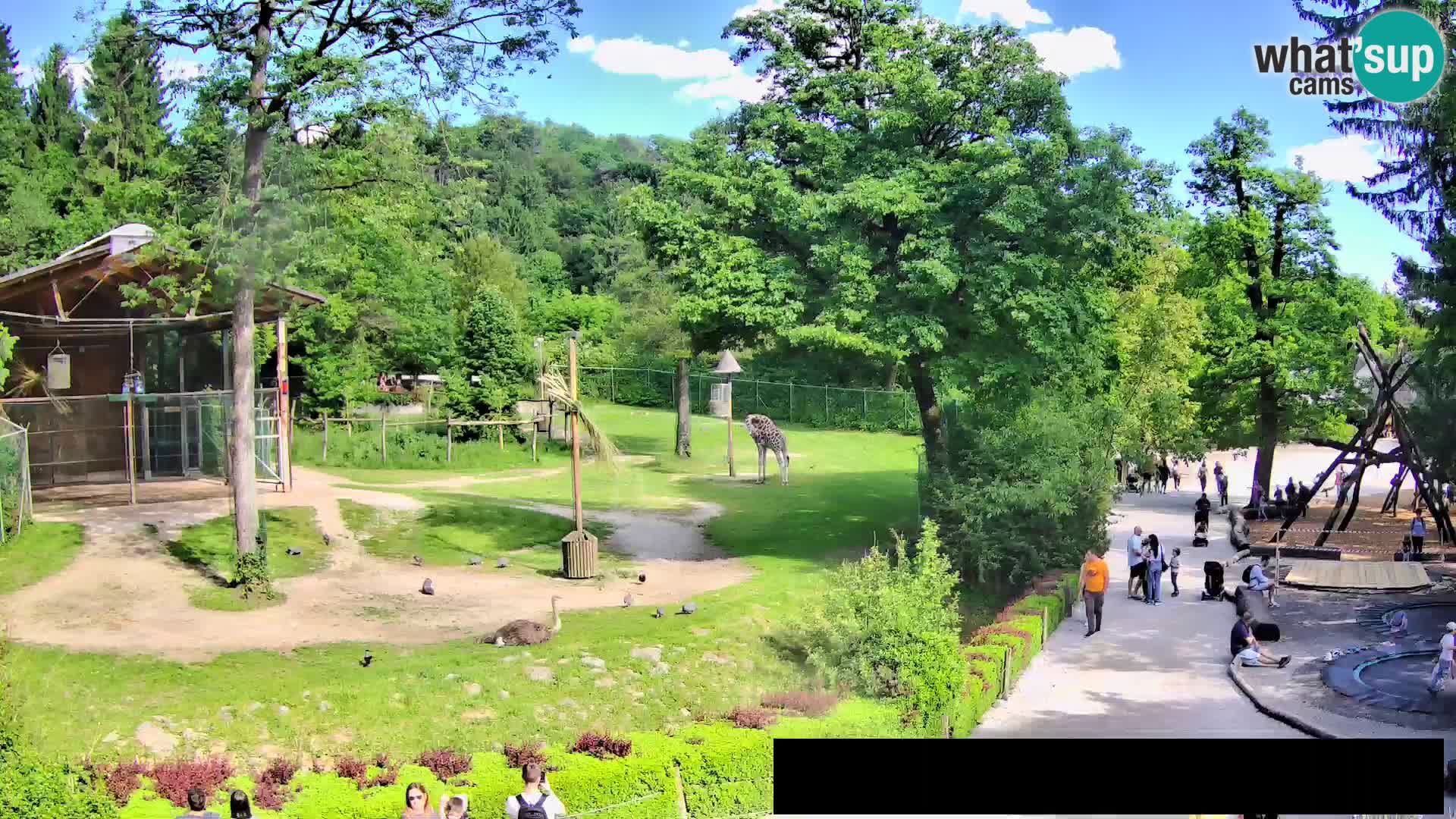 Webcam Zoo Ljubljana – Jirafas