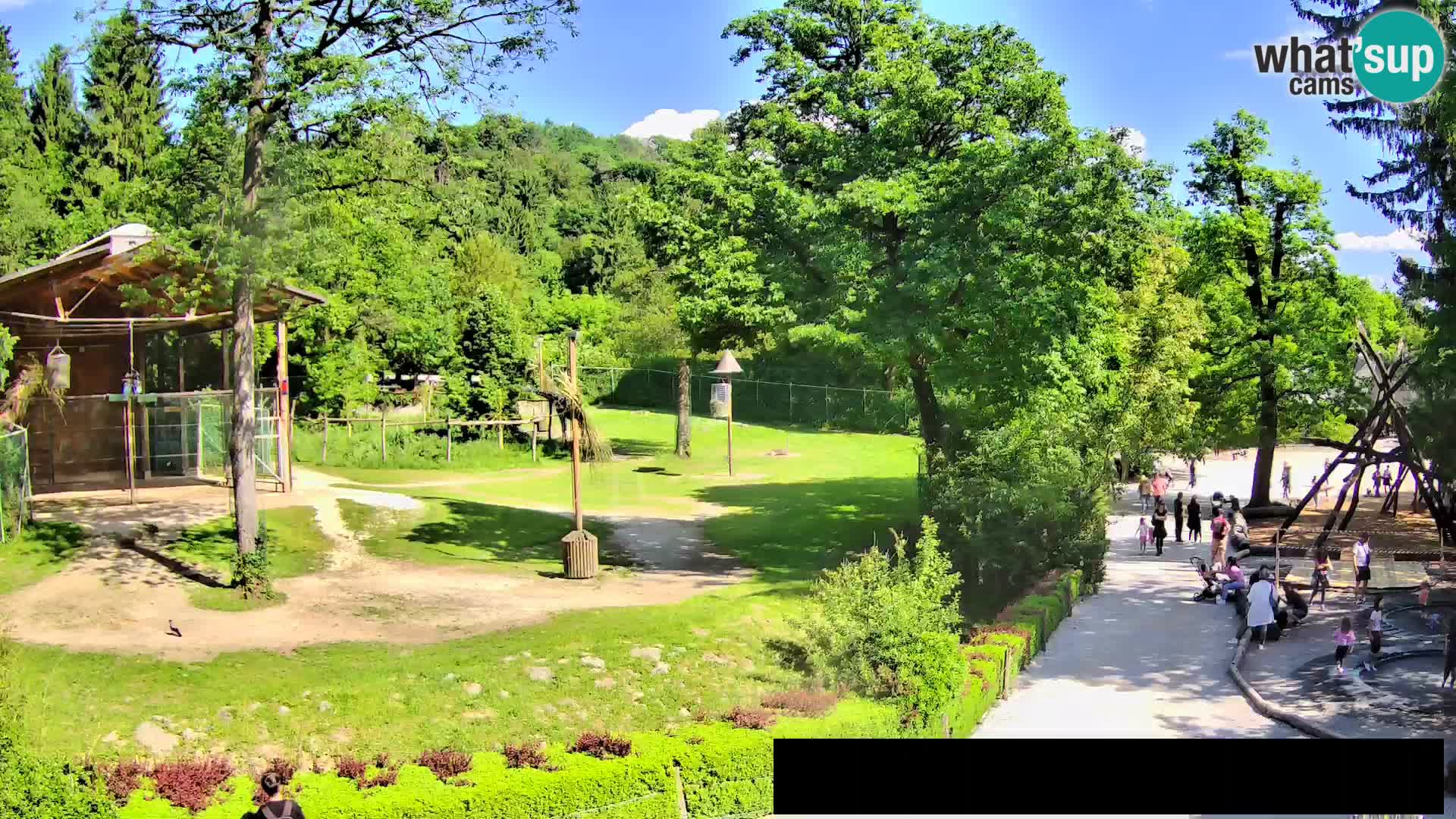 Webcam Zoo Ljubljana – Giraffen