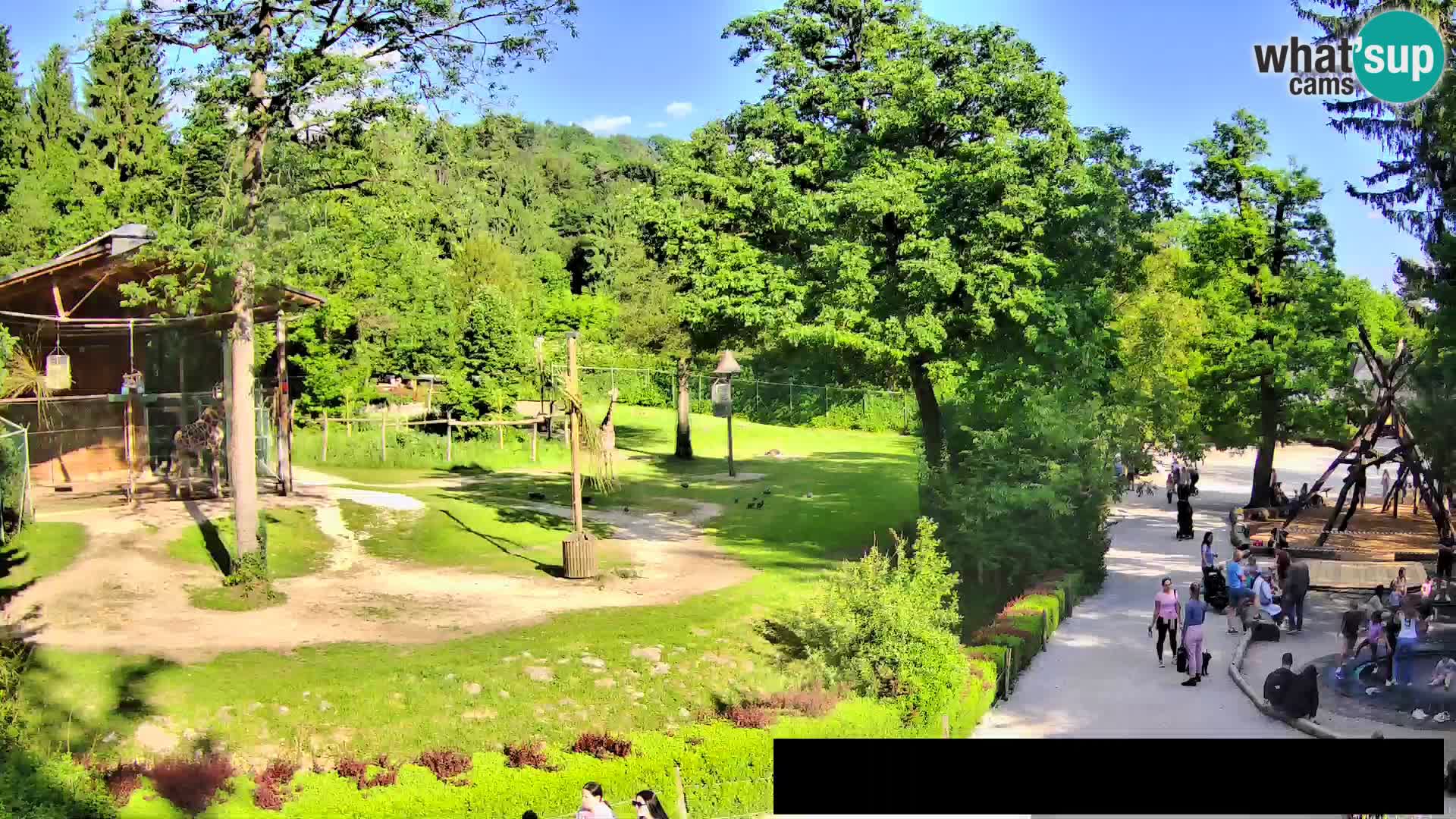 Webcam Zoo Ljubljana – Jirafas
