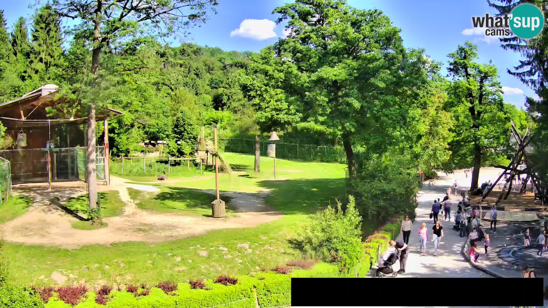 Webcam Zoo Ljubljana – Giraffen