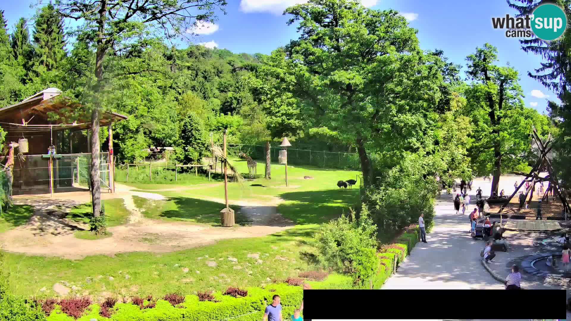 Web kamera Zoo Ljubljana – Žirafe