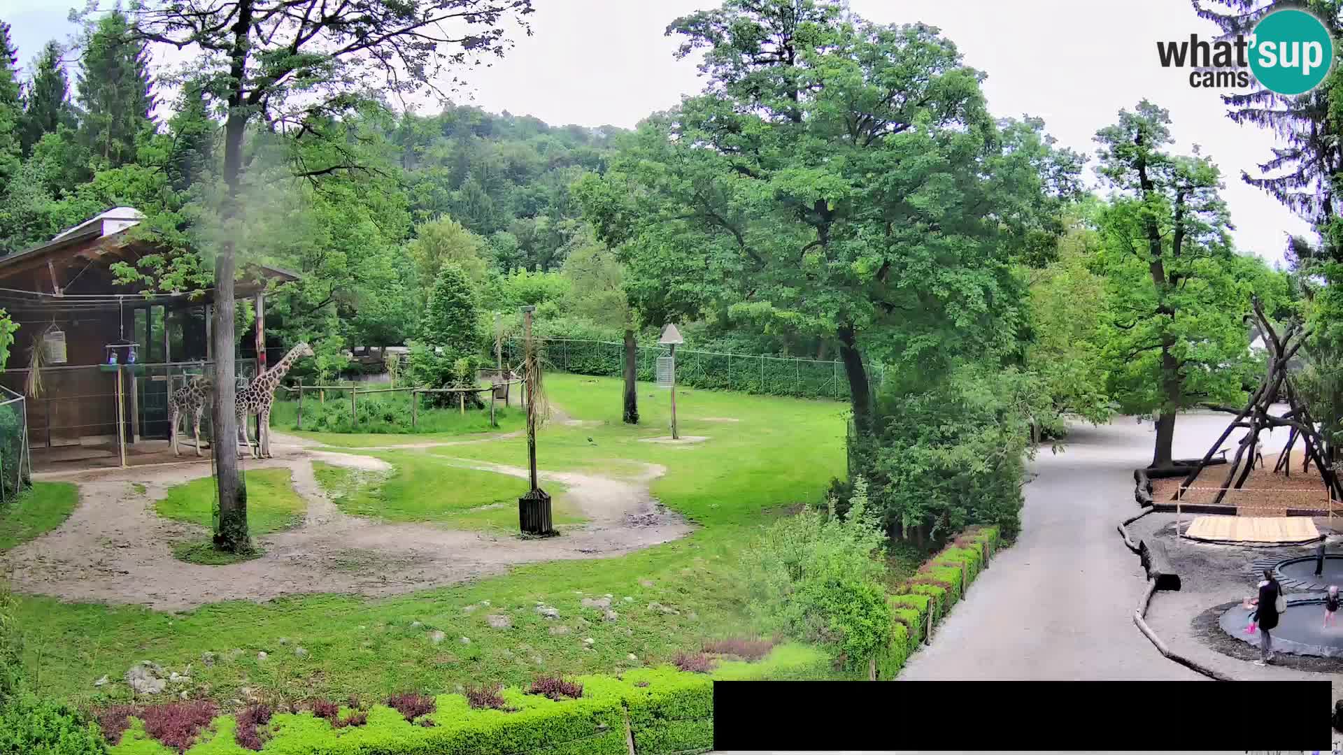 Webcam Zoo Ljubljana – Giraffen