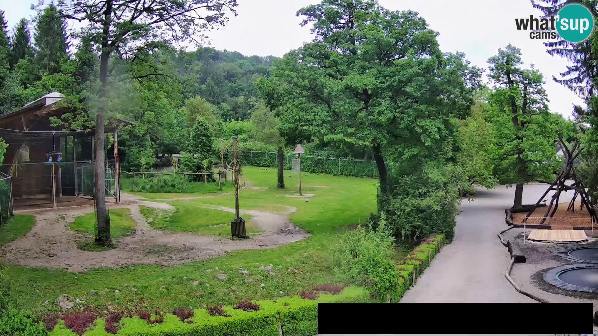 Spletna kamera Živalski vrt Ljubljana – Žirafe