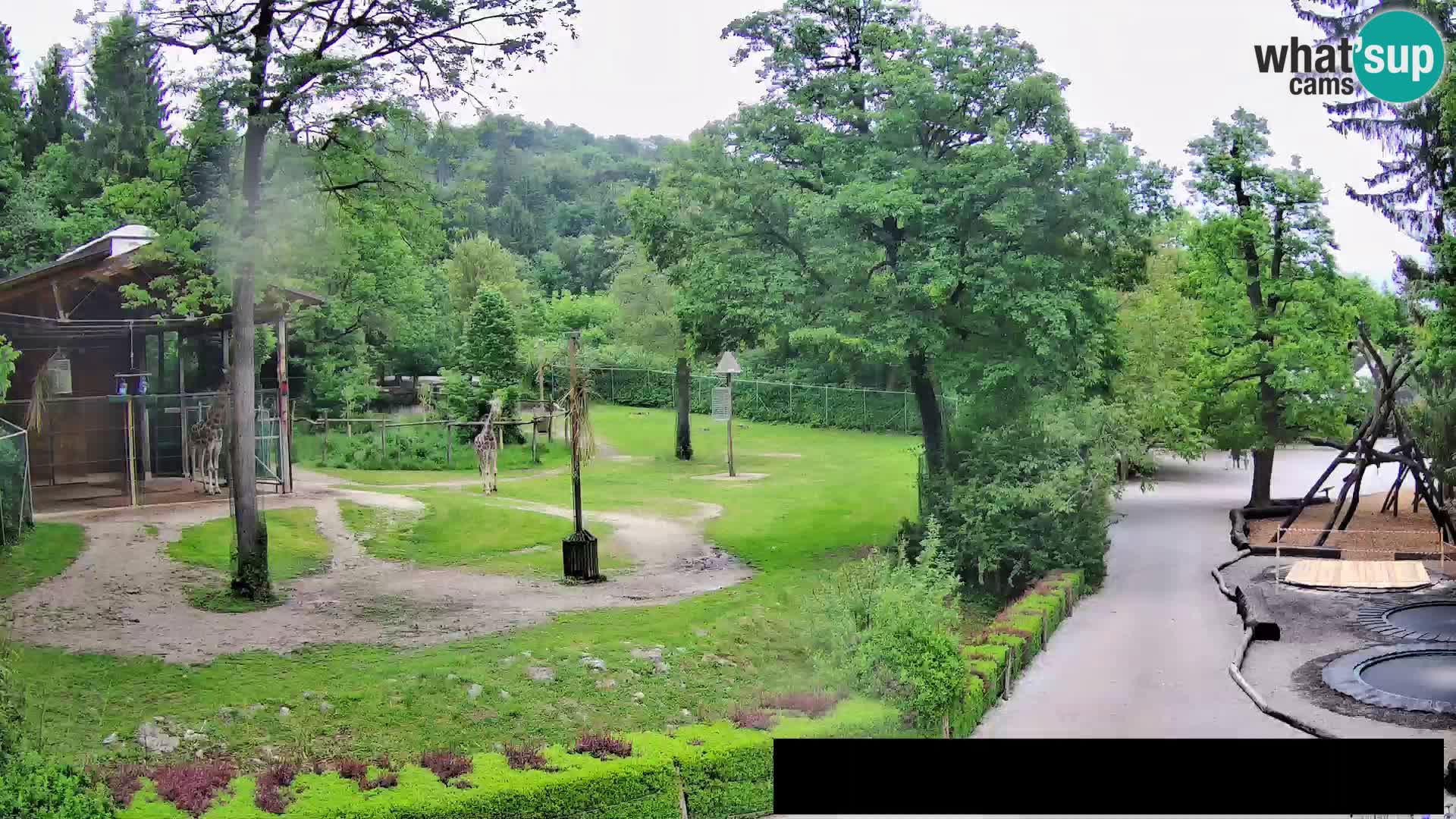 Webcam live Zoo Lubiana – Giraffe