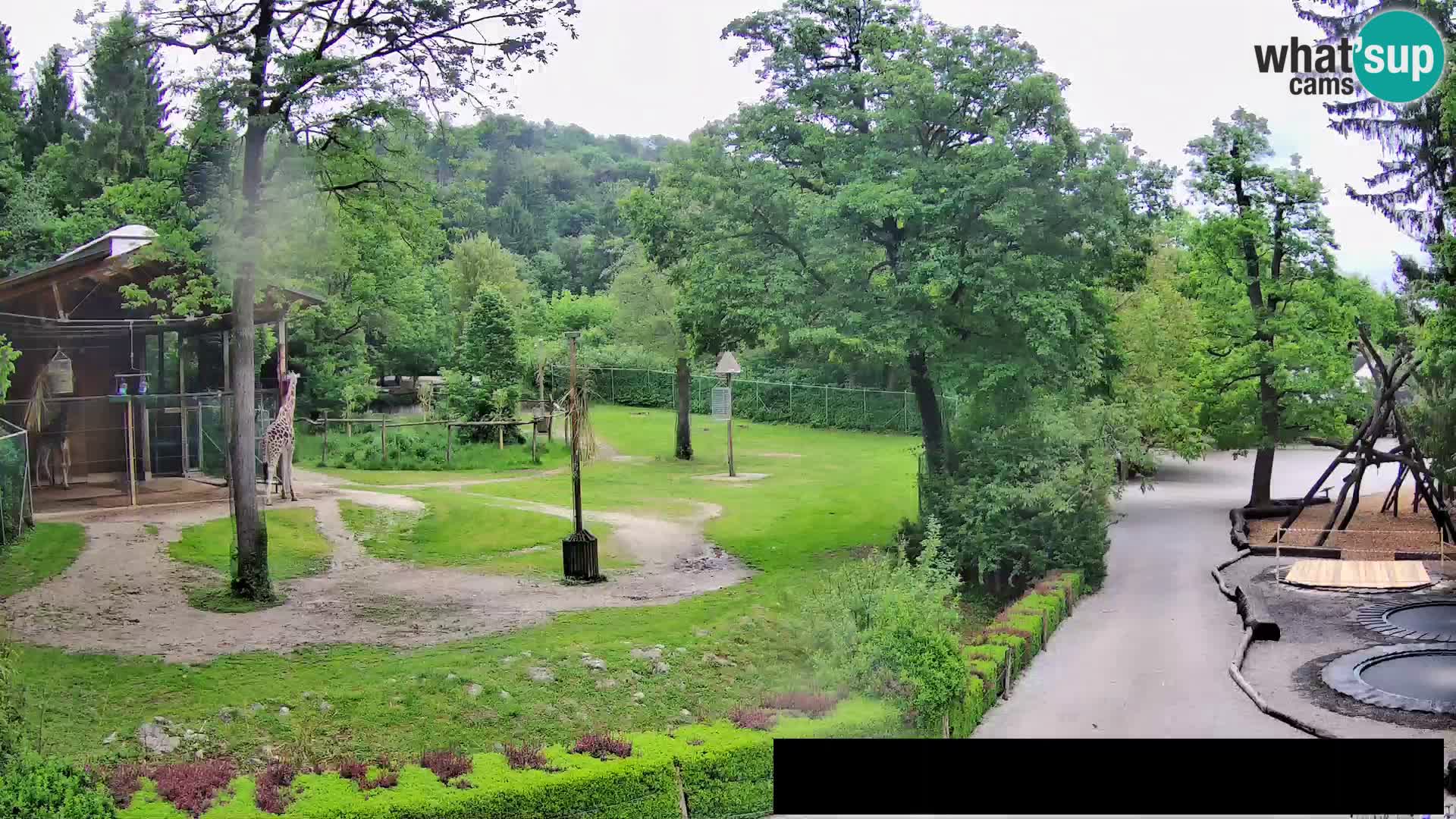 Web kamera Zoo Ljubljana – Žirafe