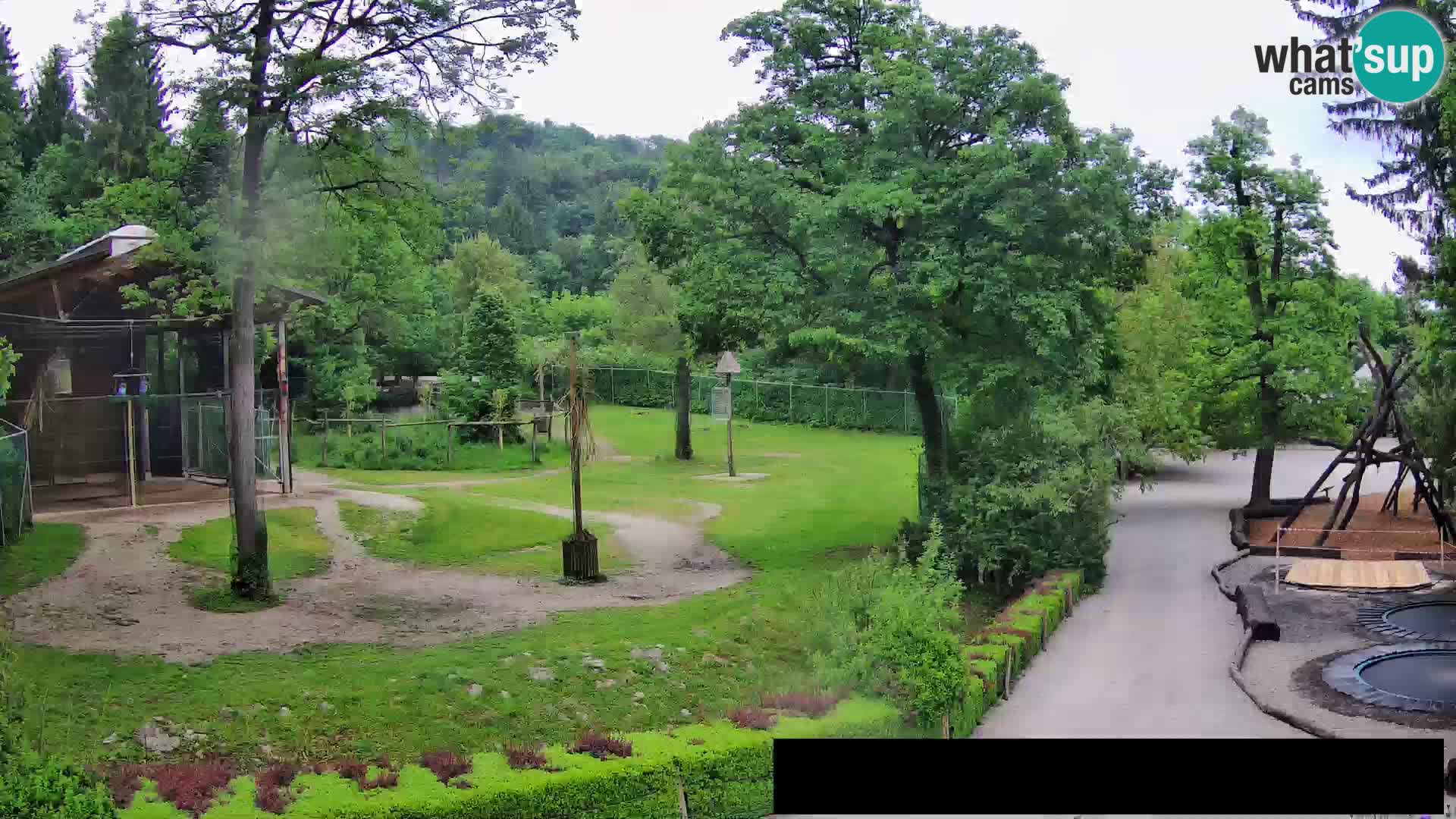 Webcam Zoo Ljubljana – Giraffes