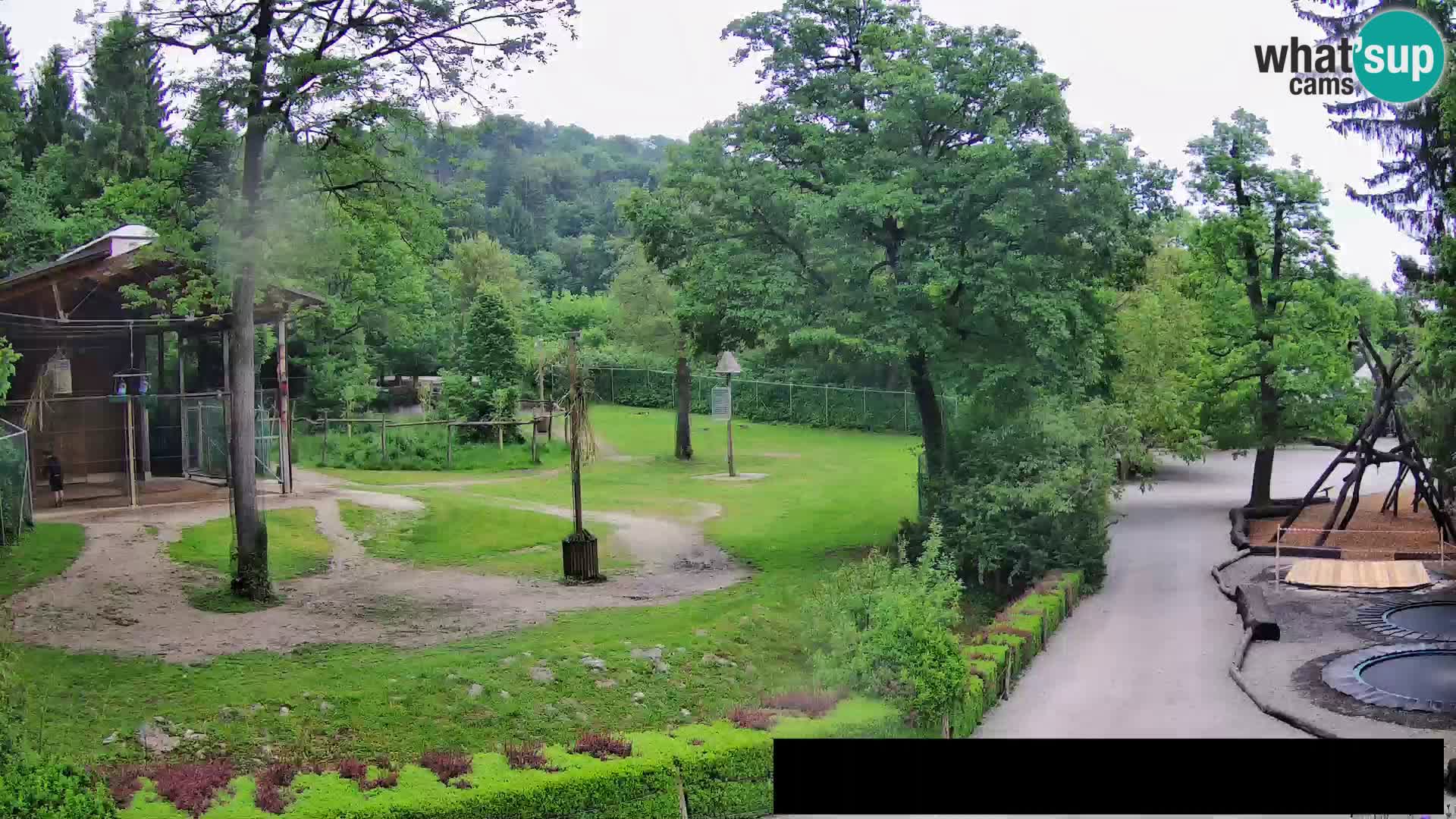 Spletna kamera Živalski vrt Ljubljana – Žirafe