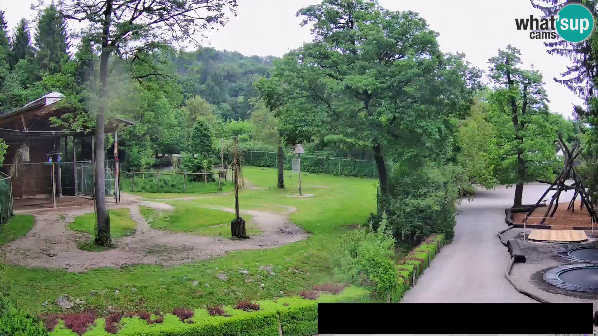Webcam Zoo Ljubljana – Giraffes