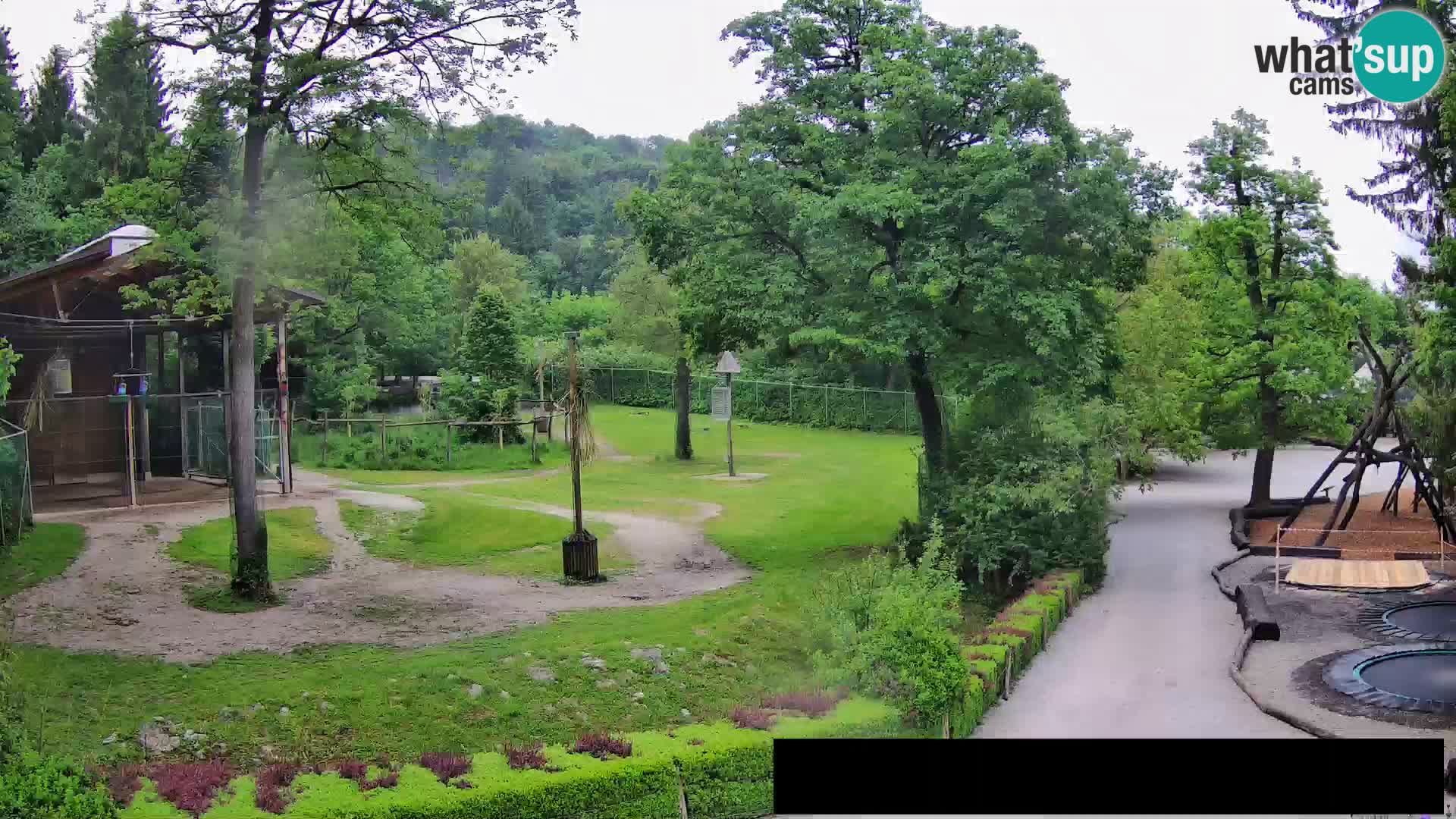Webcam Zoo Ljubljana – Giraffes