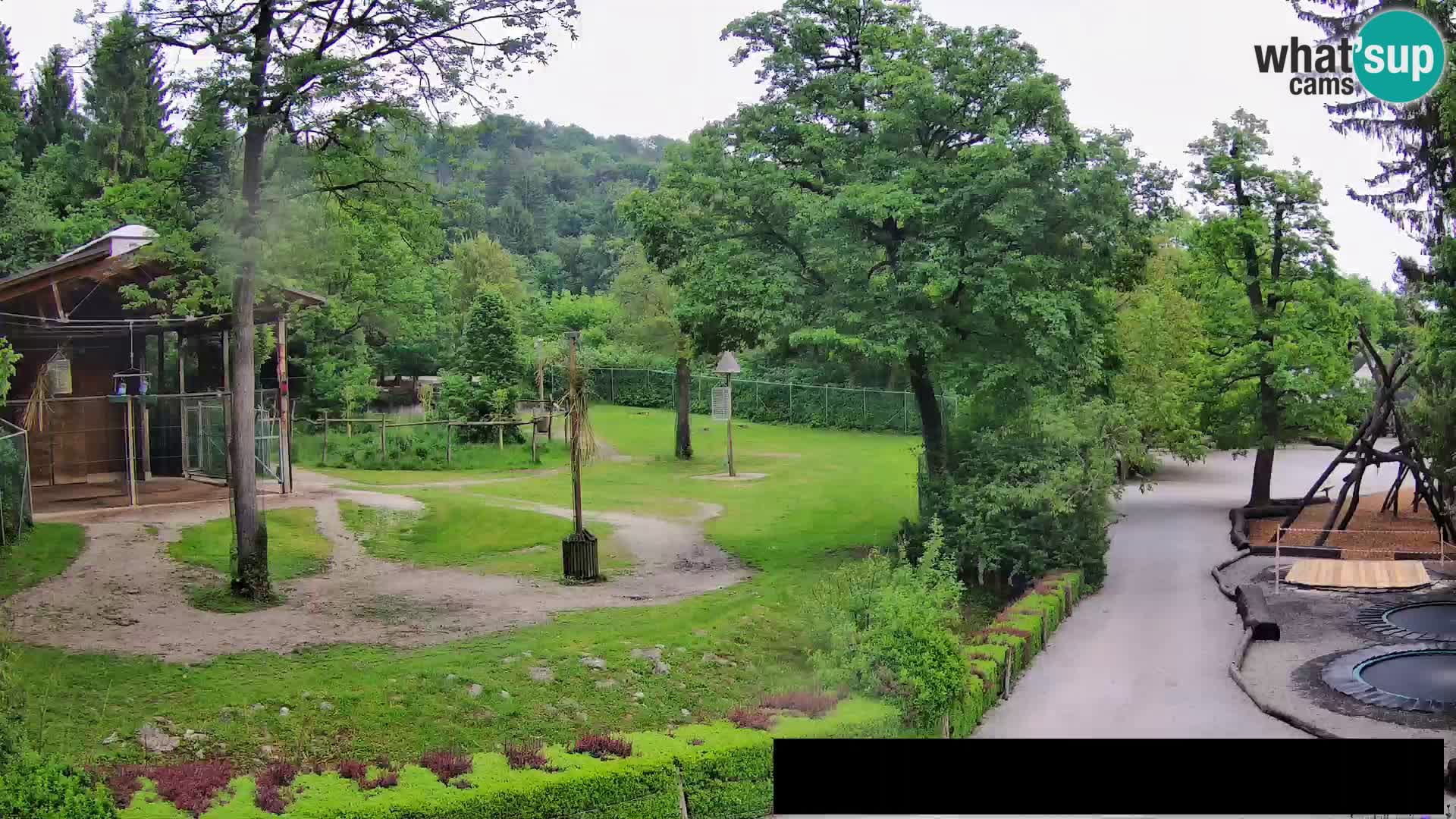 Spletna kamera Živalski vrt Ljubljana – Žirafe