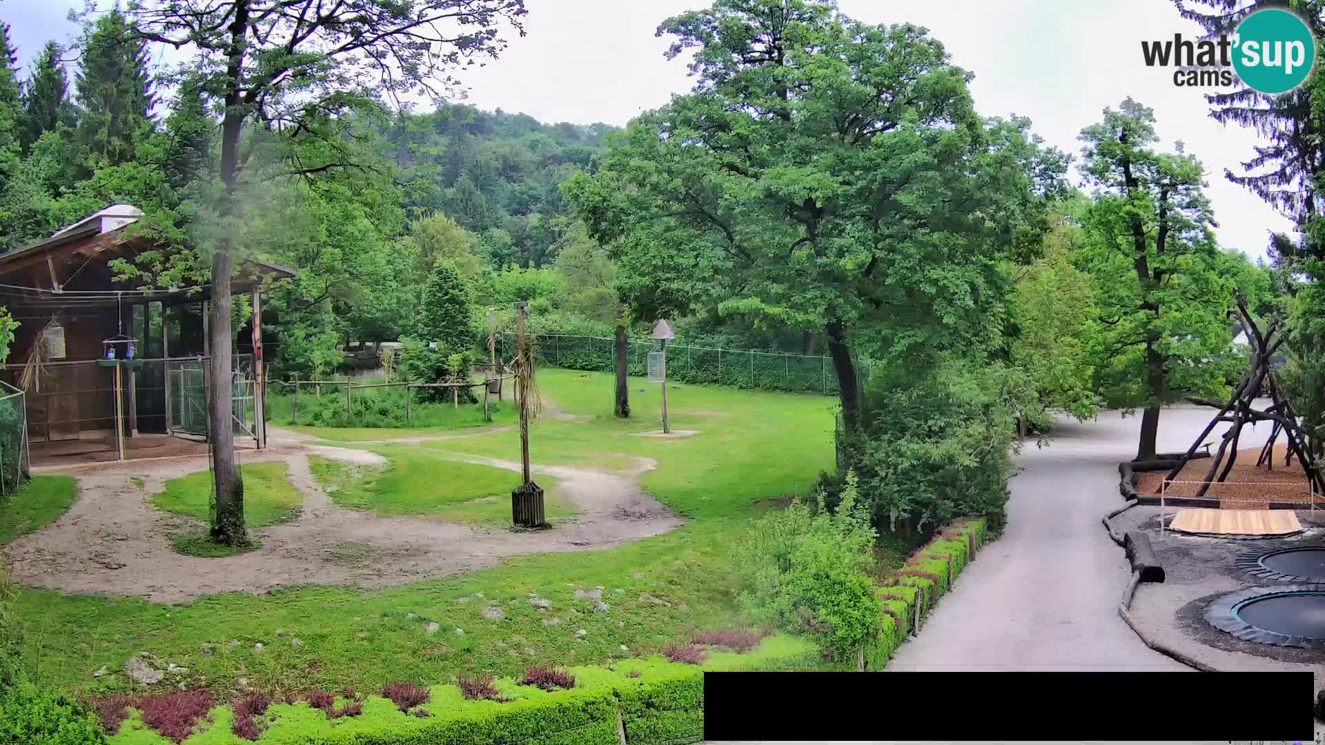 Webcam Zoo Ljubljana – Giraffes