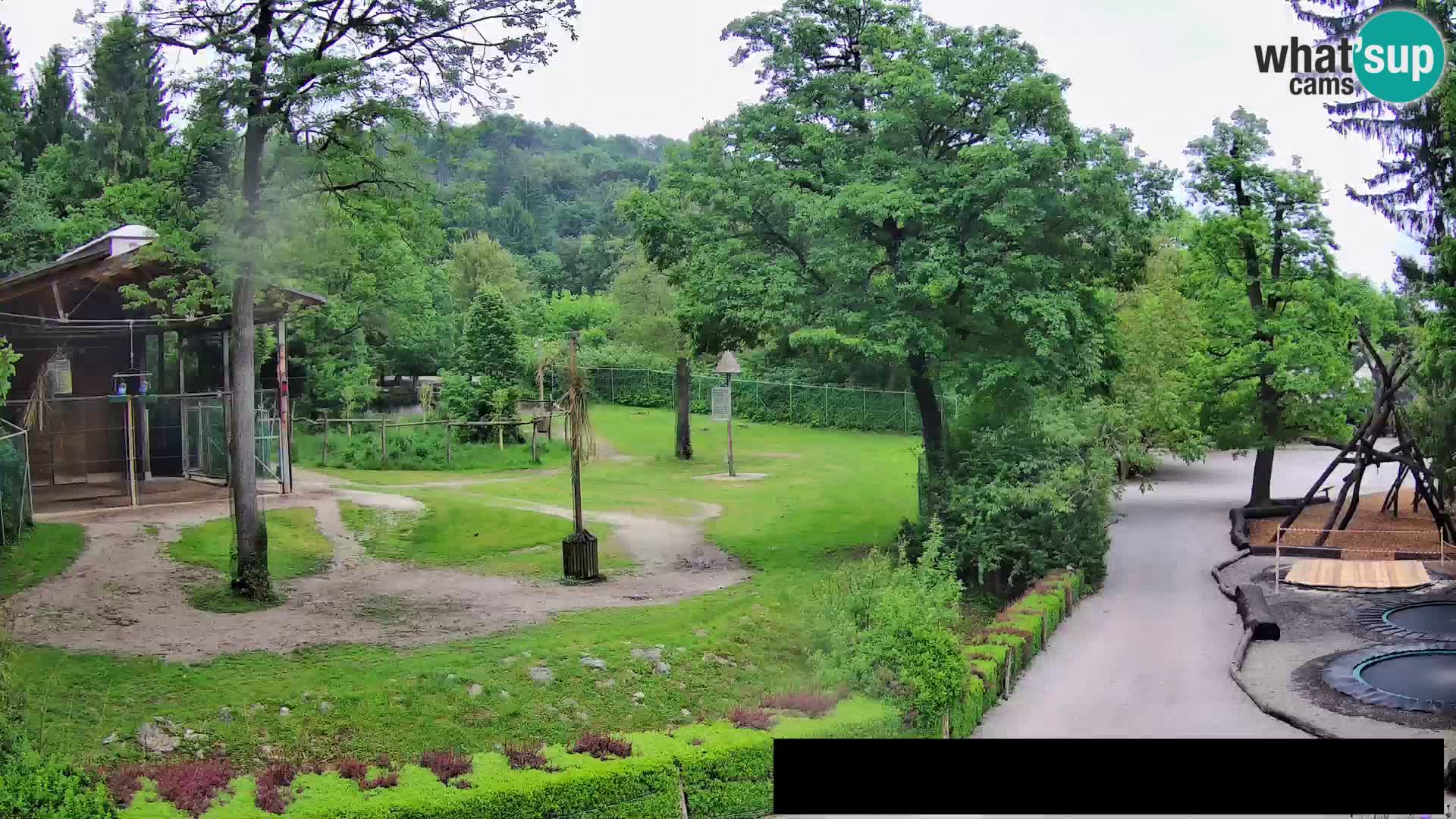 Webcam Zoo Ljubljana – Giraffes